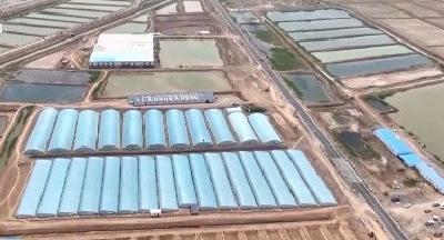 从寸草不生到收获满满 盐碱地变废为宝养出“大海虾”