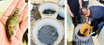 浙江省淡水水产研究所攻克本地饲料鳜苗种驯化关键技术