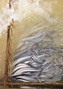 东西湖人的“鳗鱼自由”来啦！