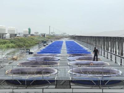 江陵：水产养殖场现代渔业设施养殖投苗25000尾