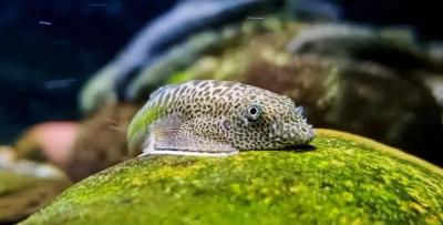 我国发现三个鱼类新物种！