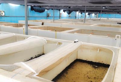 蔡甸特色养殖书写乡村振兴“蛭”富路