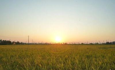 梁子湖区：秋收时节稻谷香 又是一年好“丰”景