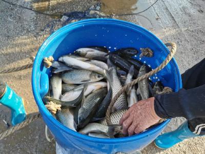 脆肉鲩最高17元/斤！寒潮来袭，草鱼价格会涨吗？