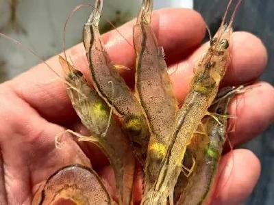 孢子虫大爆发，福建超七成虾塘发病！