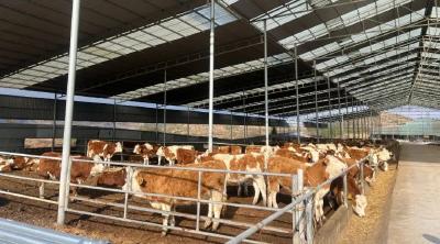 专家解读国际牛肉价格缘何不断走高