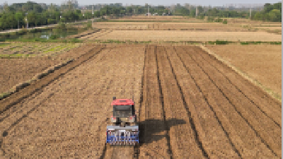 全省1900万亩油菜播种到田