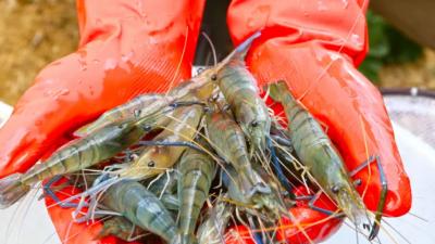 一半人弃养白虾？福建漳州超一半土塘转养罗虾！花虾、罗虾将成为市场全新增长点？