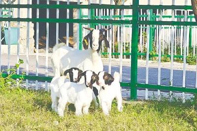 湖北历时20年自主培育出首个山羊新品种