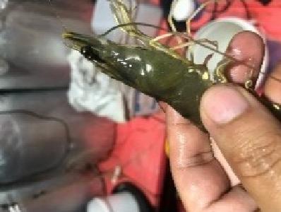 斑节对虾黑鳃、游塘、慢料，怎么破？这个办法三天见效！