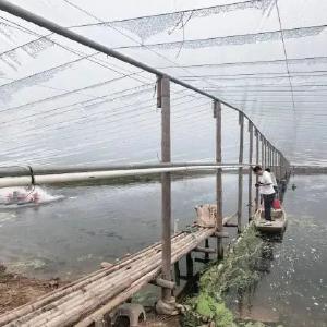 成本省3-4元/斤，卖价高2-3元/斤，亩产增加近475%！这条“致富虾”怎么养出来的？