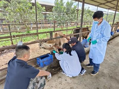 云南景洪市提升“三项能力” 助推畜牧业健康发展