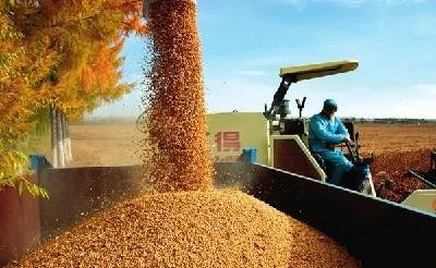 春节前豆粕价格仍面临下行压力