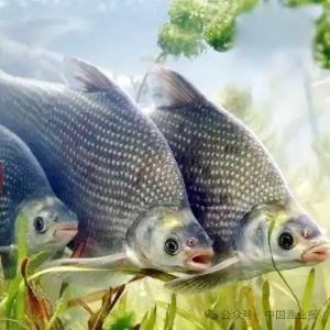 风生水起“武昌鱼”