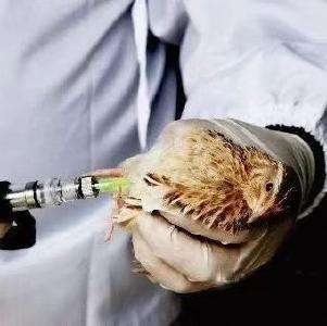 当前重大动物疫病防控现状及存在问题