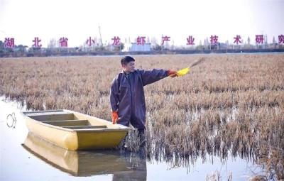 潜江“四季有虾”获新突破 冬季稻田养虾技术明年可推广