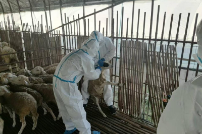 省农业发展中心开展2024年秋季重大动物疫病强制免疫效果监测评估