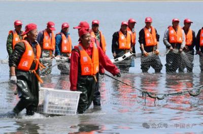 大水面生态增养殖渔业典型案例•2 | 连环湖增殖渔业