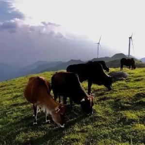 改造南方草山草坡 开拓畜牧业饲料资源