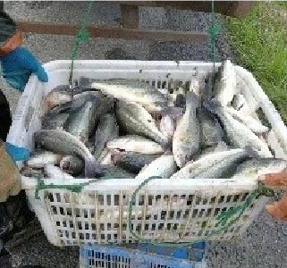 爽市，最高涨1.5元/斤！广东大鱼纯利润3元/斤，加州鲈反季节投苗暴增！