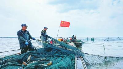 大水面生态增养殖渔业典型案例•3 | 小兴凯湖大银鱼增殖渔业