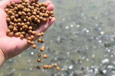 2斤饲料养不出1斤鱼？饲料原料造假常用伎俩公开