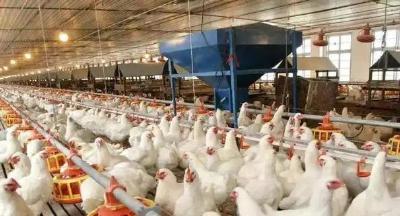 MPI环控益生菌：改善肉鸡养殖环境，提升生长性能