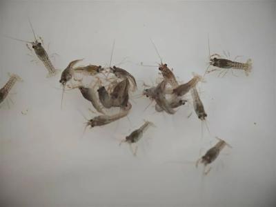 从自繁自育到工厂化育苗 恒温“育婴室”四季孵化虾宝宝