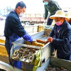 前十个月全省水产品产量同比增长4.65%