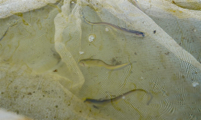 踏访智慧合作社 | 24小时自动控温增氧，人工“智”育长江三鲜