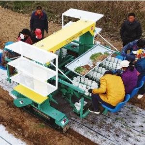 机械化栽苗提效率 引进新品种增产量