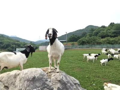 我省首个自主培育的山羊新品种获国家级认证