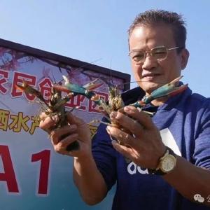 出肉率高2倍、虾青素和蛋白质含量提高3倍以上！这条虾生长度快、产量高，肉嫩鲜美、抗病力强、耐长途运输，供不应求！
