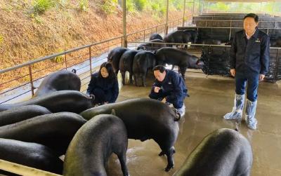 “楚乡黑猪”新品种成功通过国家现场核验