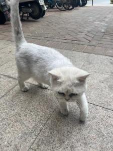 我省动物狂犬病免疫无疫区试点取得良好成效