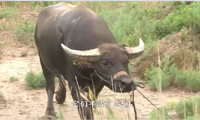“灭绝”的畜禽品种 重回世间
