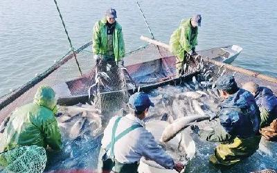 都市渔业三招致富法