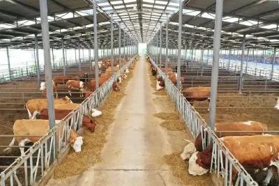 进口牛肉冲击本土肉牛养殖业 产业格局亟待优化