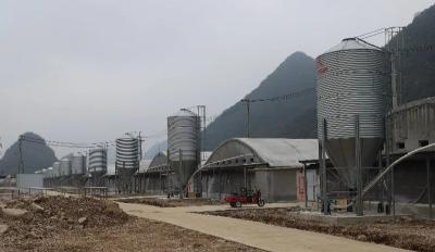 江苏立华年出栏100万羽优质黄羽肉鸡养殖项目首批鸡苗投产