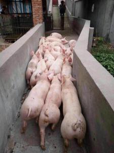 饲料企业进军养猪环节 延伸产业链对冲弱势行情