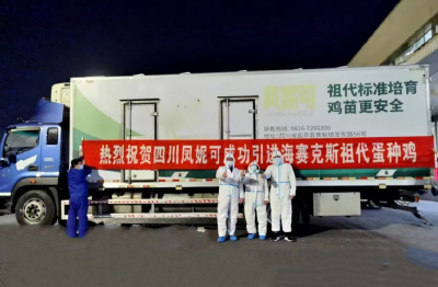 凤集集团成功引进海赛克斯祖代蛋种鸡