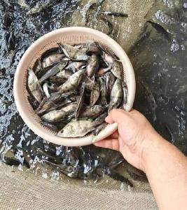 翘嘴鳜“武农1号”喜获2025年全国重点推广水产养殖品种