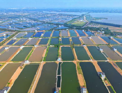 枝江：鱼跃人欢冬捕忙 正式丰收好时节