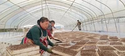 机械化育苗 助推5万亩辣椒“开门红”