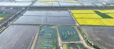 江陵稻虾尾水治理项目实现生态增收两不误