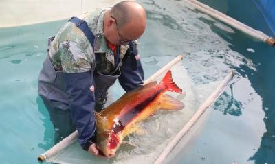 这种鱼很“珍贵”，武汉今年人工孵化100万尾