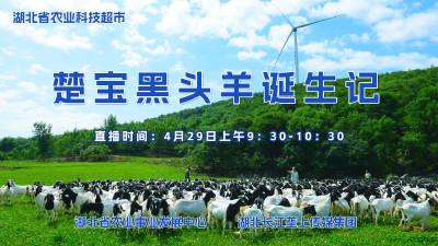 回播 | 楚宝黑头羊诞生记