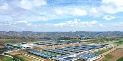 “中国羊谷”环县：养羊从靠运气到靠数据