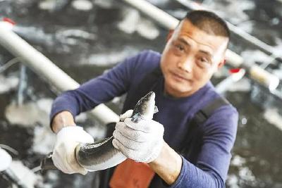坐电梯 钻“隧洞” 麻城工厂智能化“鳗”养殖