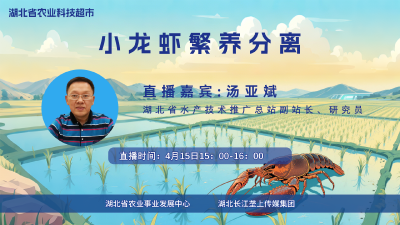 回播 | 小龙虾繁养分离